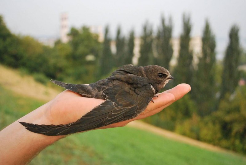 Черная ласточка птицы (33 фото) - красивые фото и картинки pofoto.club