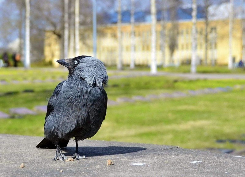 Галка и ворона отличия фото