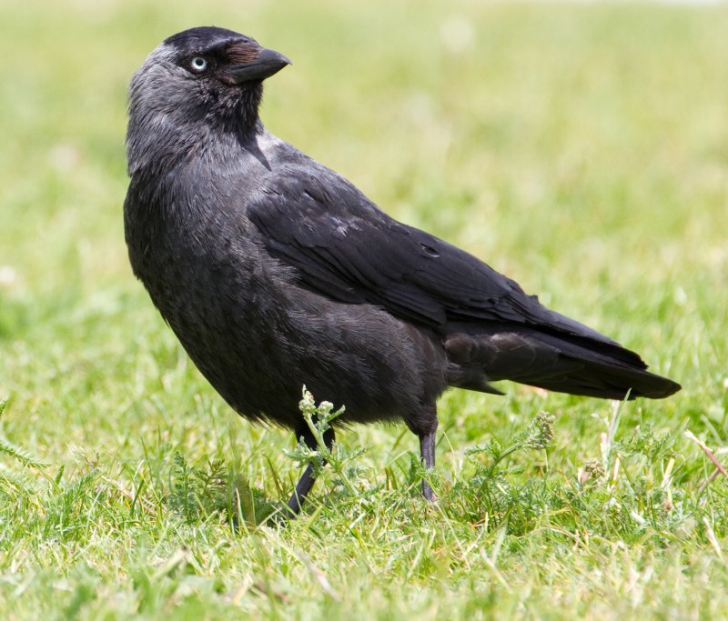 Галка обыкновенная ‒ Corvus monedula