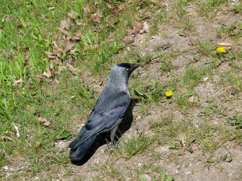 Coloeus monedula