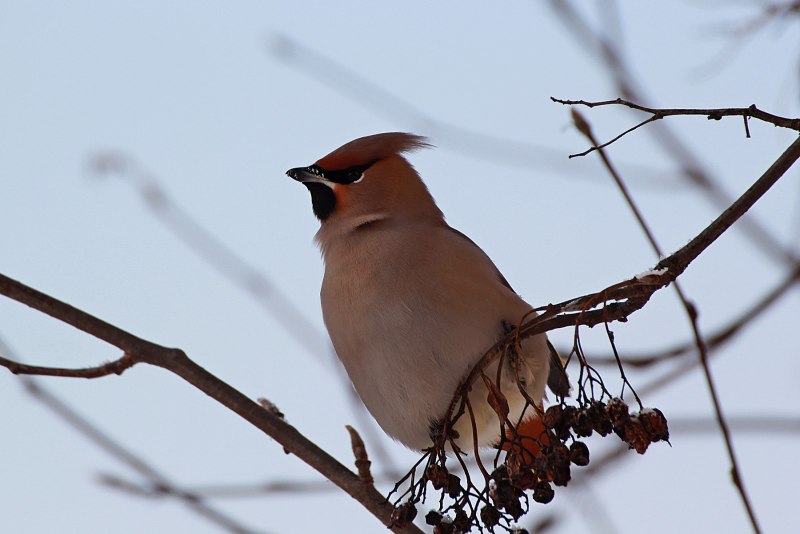 Red-bellied Woodpecker