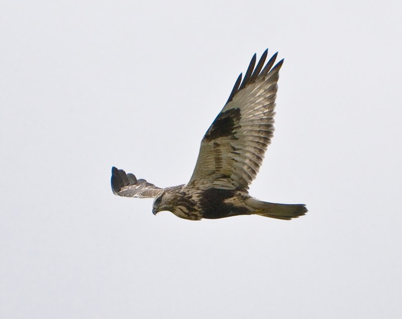 Buteo lagopus в полете