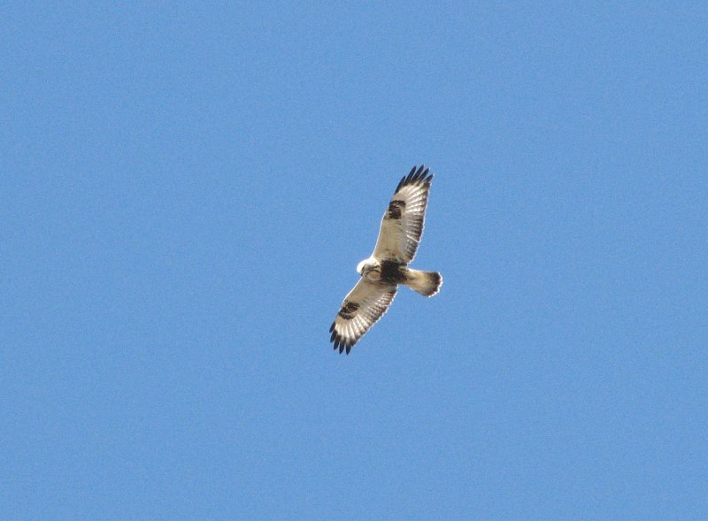 Зимняк (Buteo lagopus