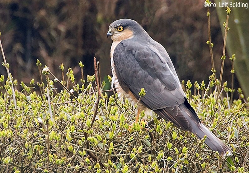 Ястреб - тетеревятник (Accipiter gentilis)