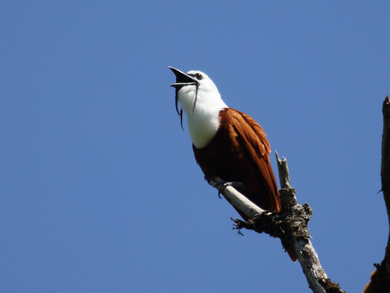 Three wattled Bellbird