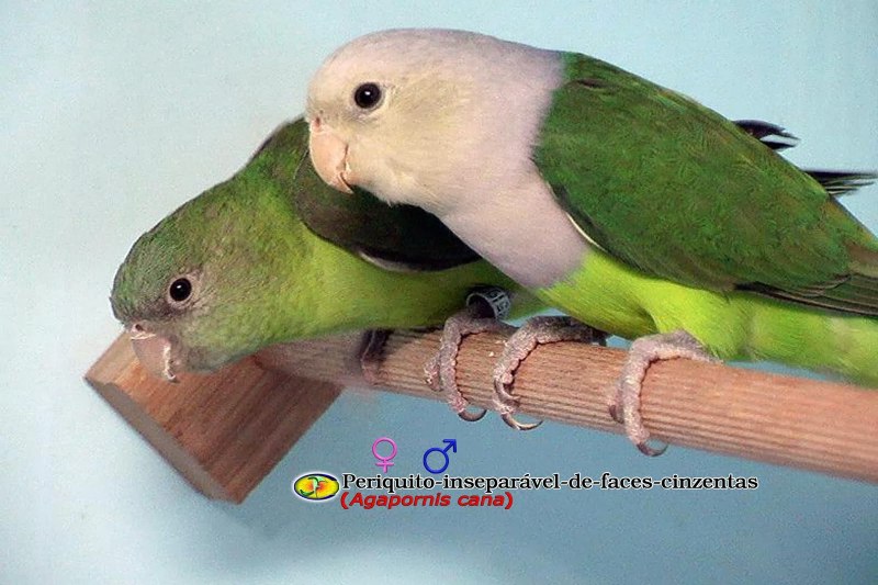 Опухоль глаз у неразлучника