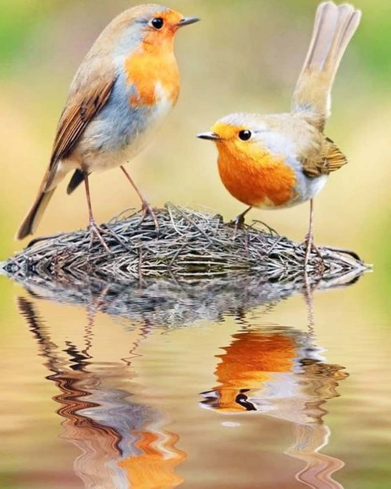 Robin Roodborst