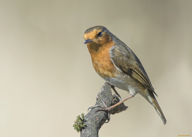 6- Европейский Робин (Erithacus rubecula)
