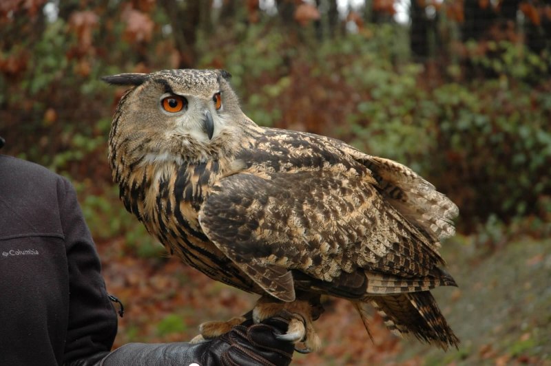 Европейский Филин (Bubo Bubo)