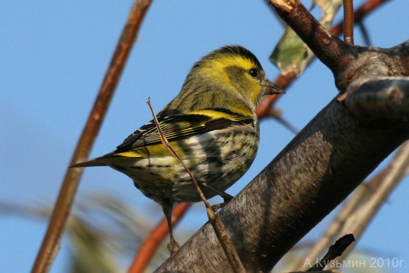 Ruby crowned Kinglet