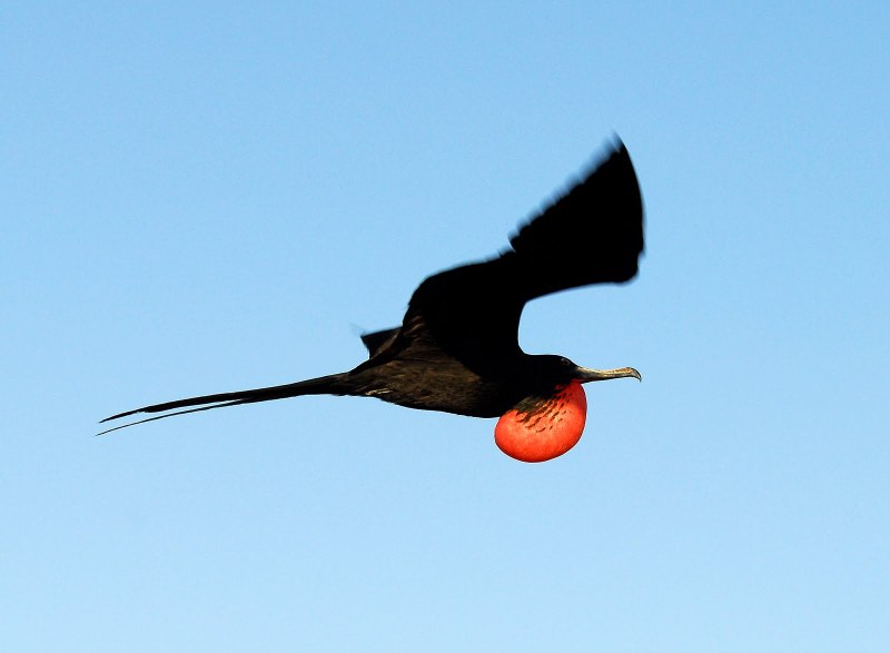 Magnificent frigatebird птица
