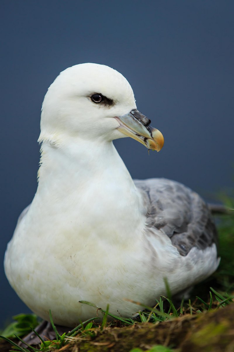 Глупыш - Fulmarus glacialis