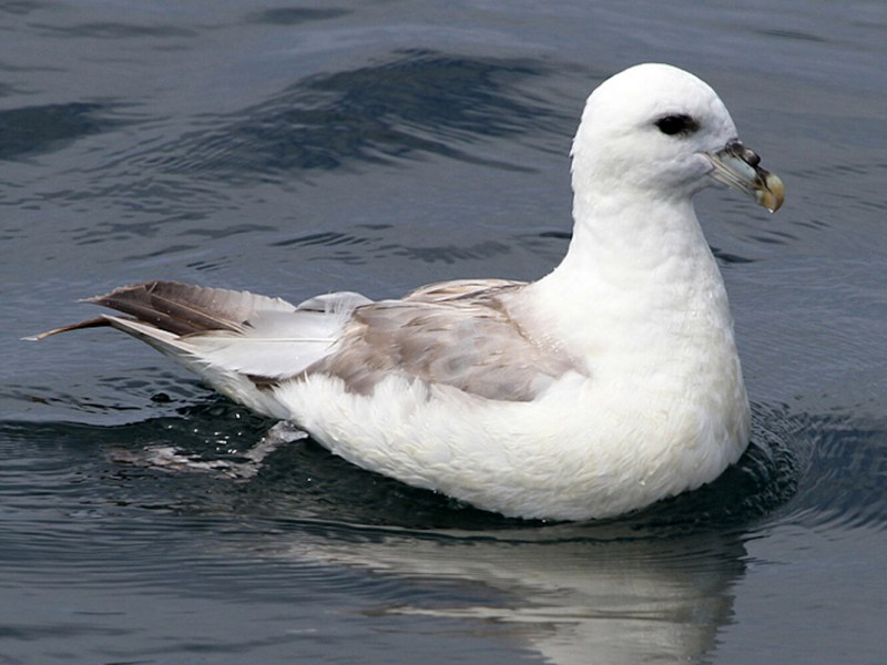 Глупыш - Fulmarus glacialis