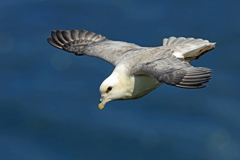 Глупыш - Fulmarus glacialis
