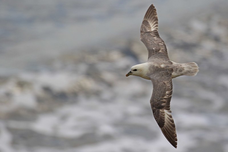 Глупыш - Fulmarus glacialis