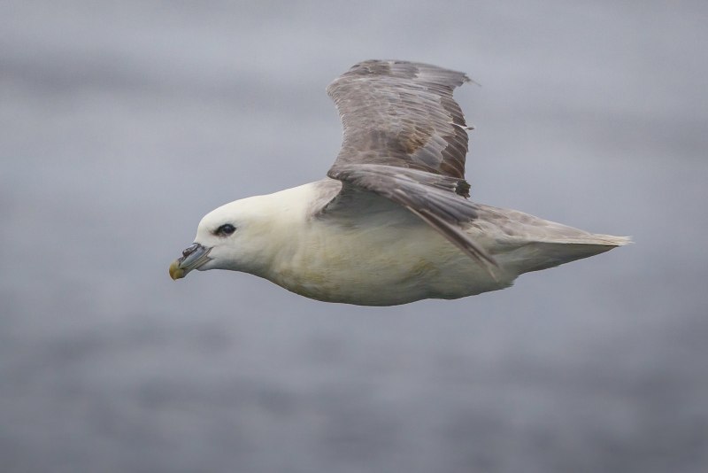 Глупыш Северный (Fulmarus glacialis)