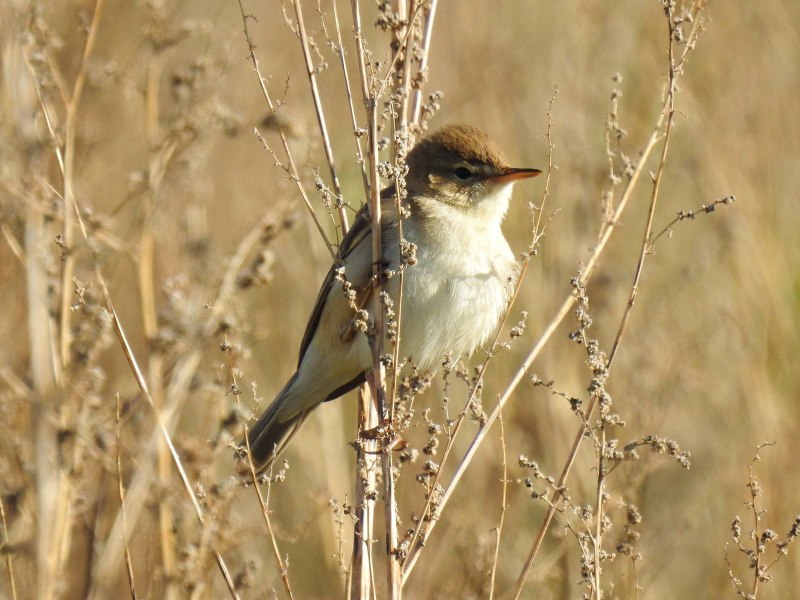 Iduna caligata