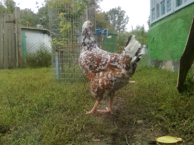 Куры несушки ливенские