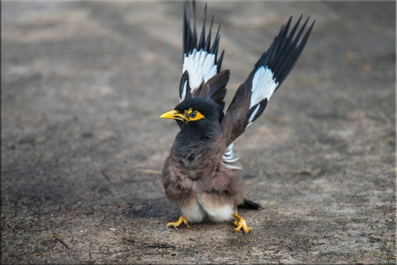 Майна обыкновенная (common Myna).
