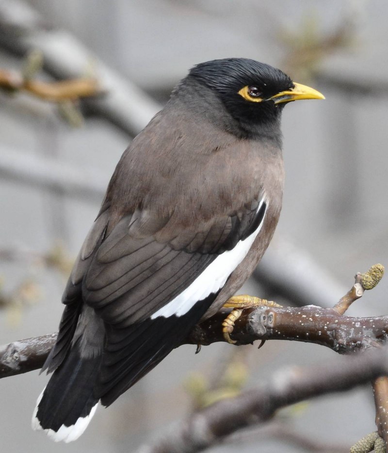 Acridotheres tristis