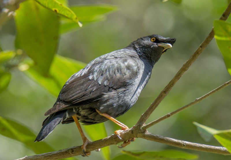 Птица Myna