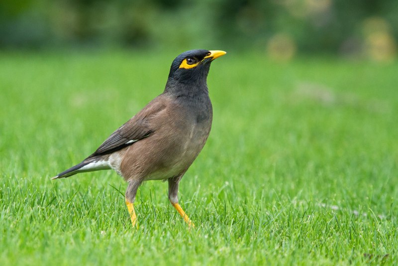 Майна (Acridotheres tristis)