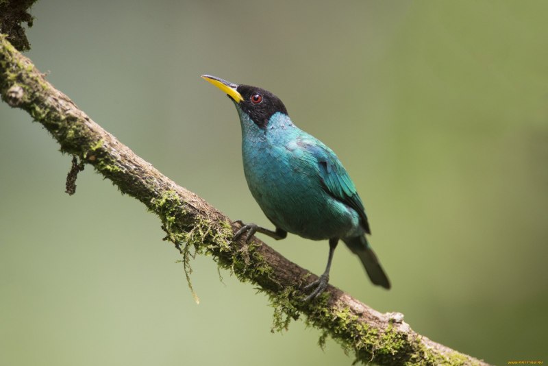 Скворец майна обыкновенная, саранчовый скворец (Acridotheres tristis)