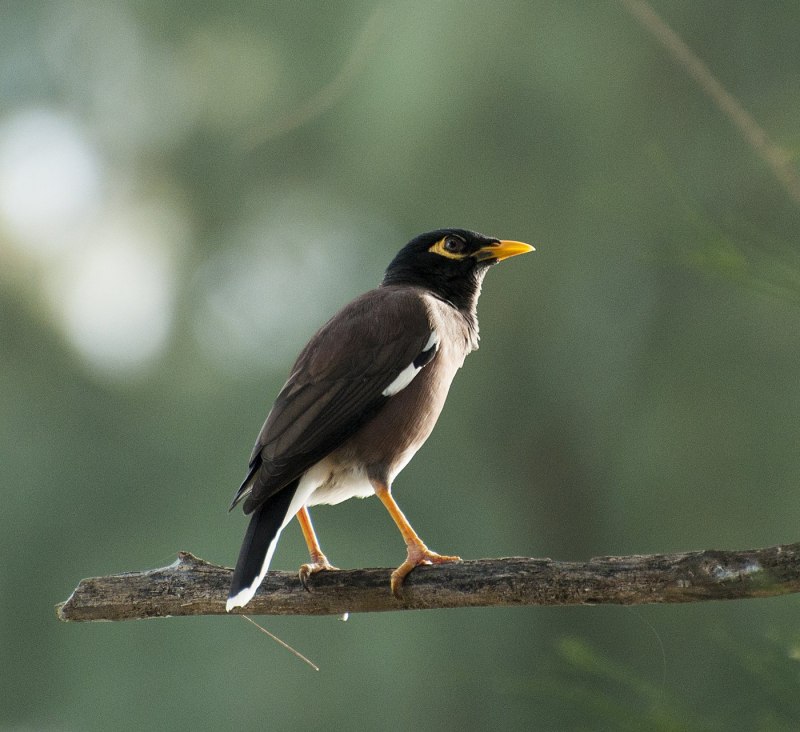 Майна (Acridotheres tristis)