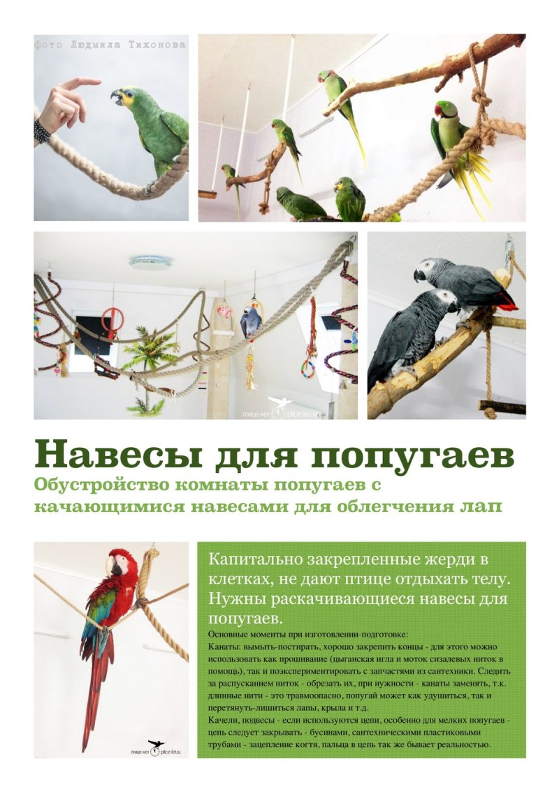 Какие растения вредны для попугаев картинки