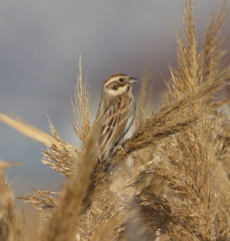 Рыжепестринный чекан (Saxicola bifasciata)