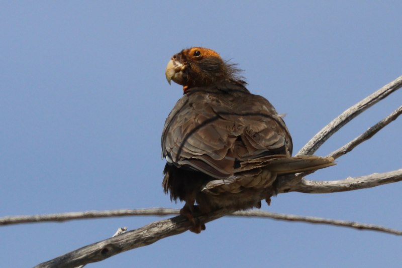 Coracopsis vasa