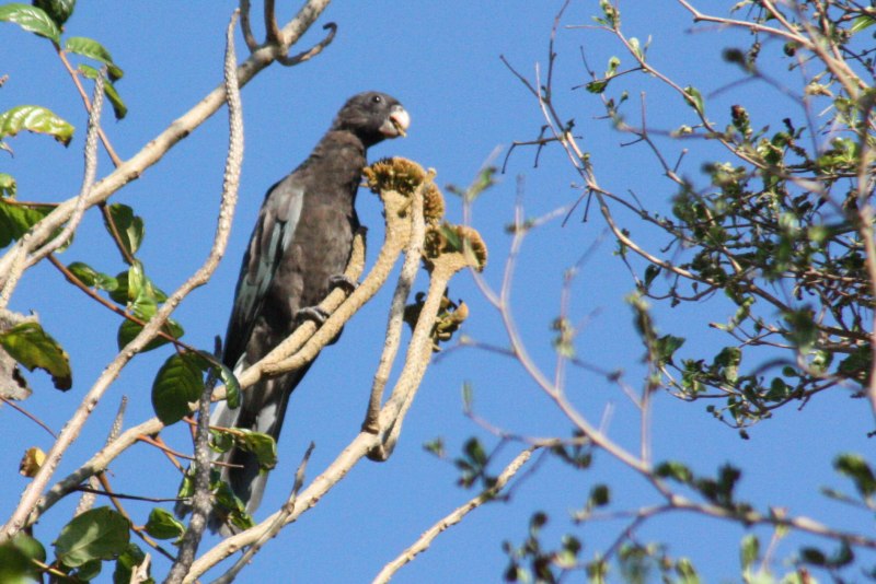 Coracopsis vasa