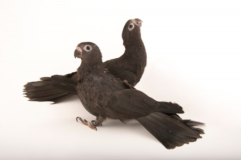 Greater vasa Parrot