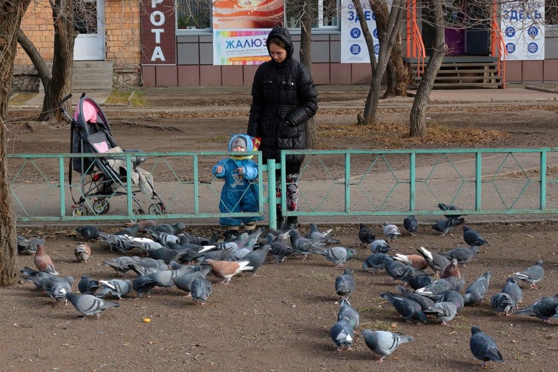 Маленькие голуби птенцы