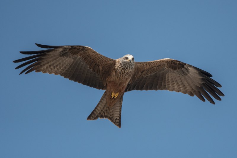 Milan Bird