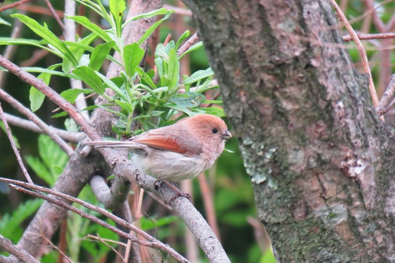 Птица Fulvous Parrotbill