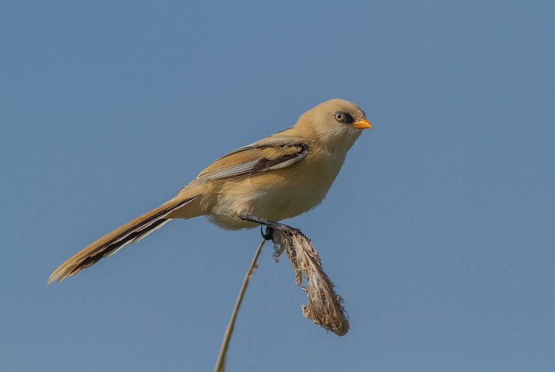 Тростниковая сутора Paradoxornis polivanovi