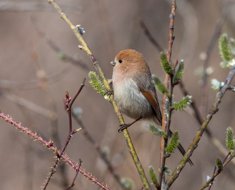 Красноголовый попугайчик Rufous-headed Parrotbill