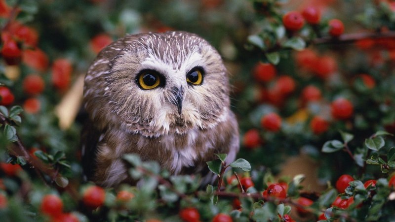 Glaucidium jardinii