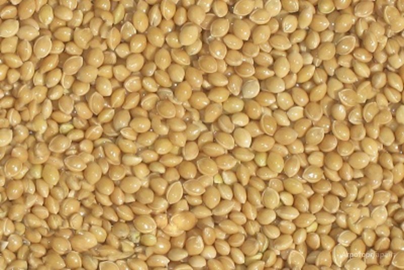 Побеги проса (Millet Sprays 1000 g) 1143003