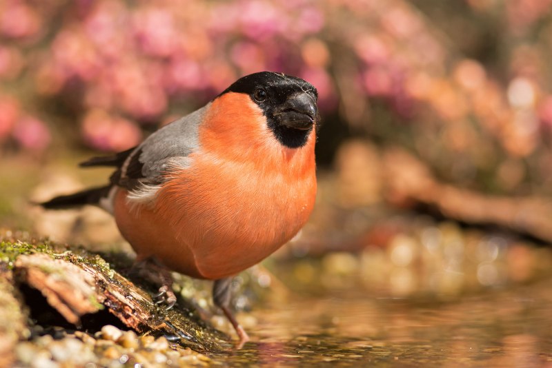 Charles Bullfinch