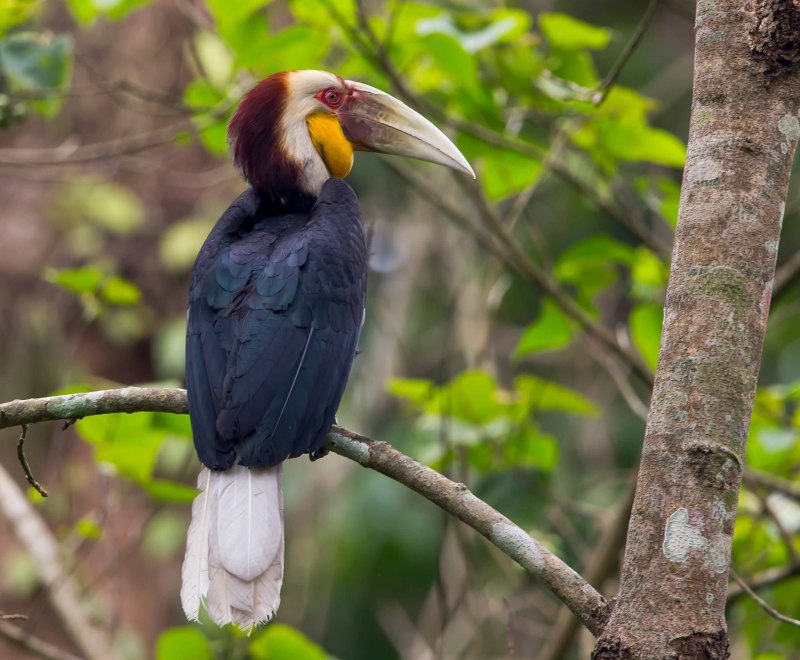 Buceros bicornis