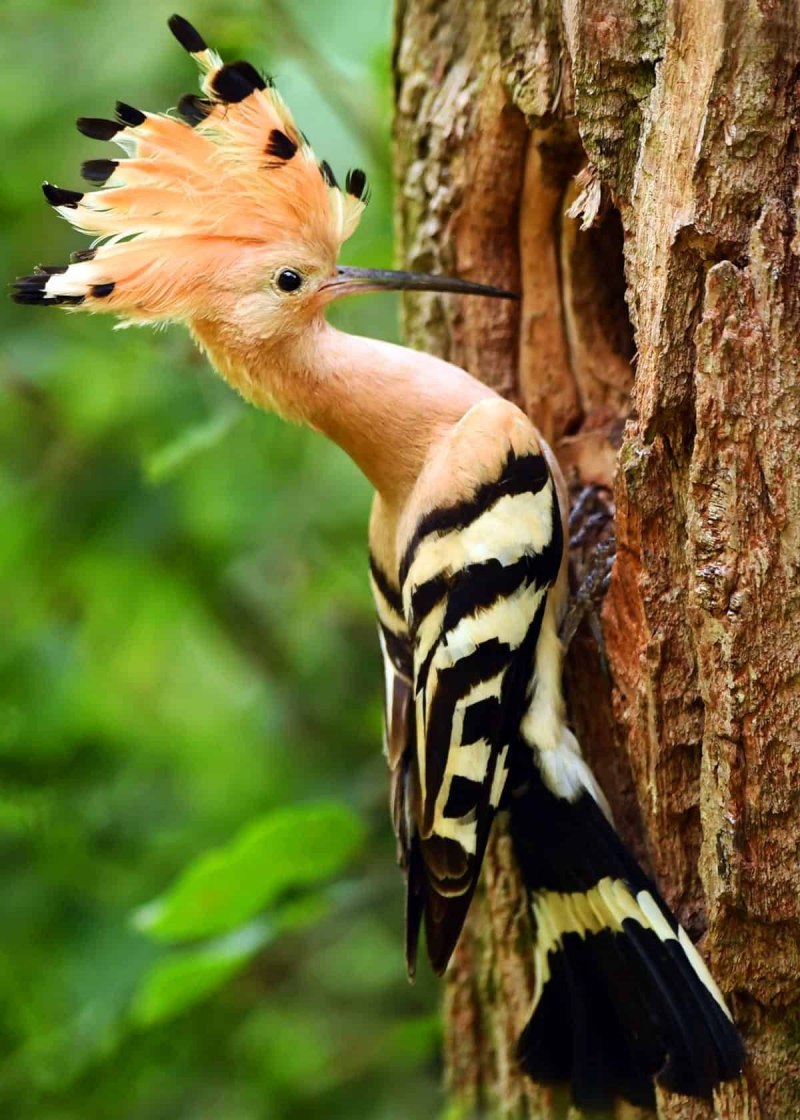 Удод (Hoopoe)