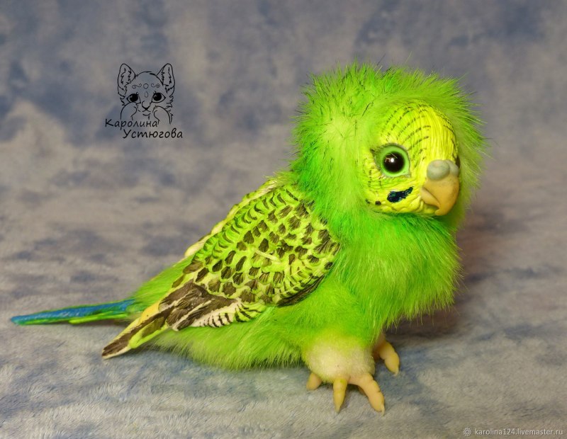 Melopsittacus undulatus