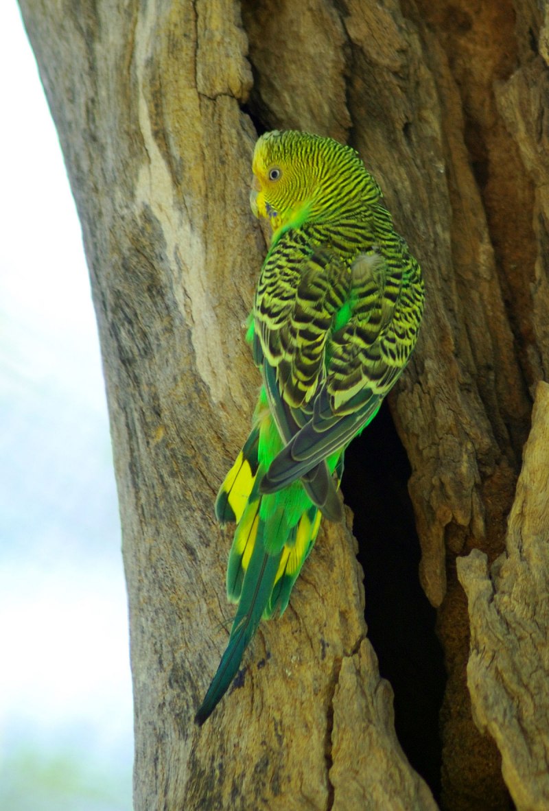Волнистый попугай Budgie