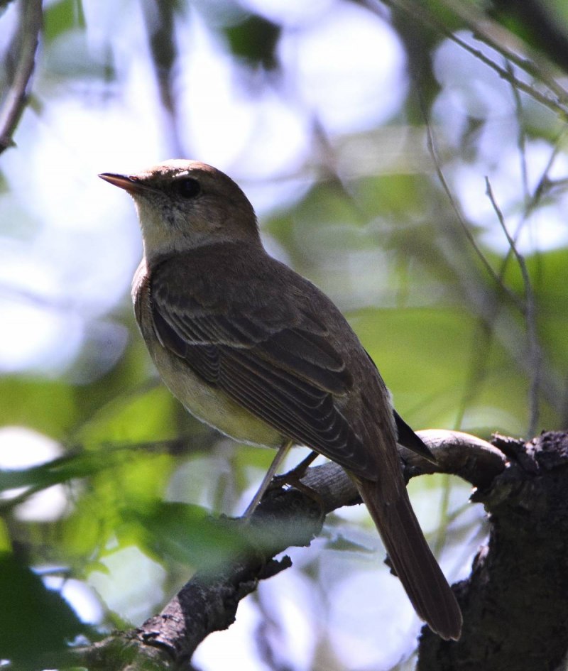 Luscinia Luscinia
