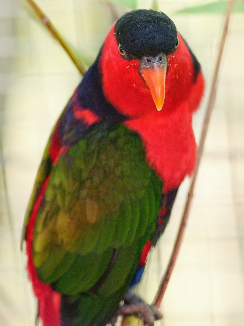 Красный попугай Lorikeet