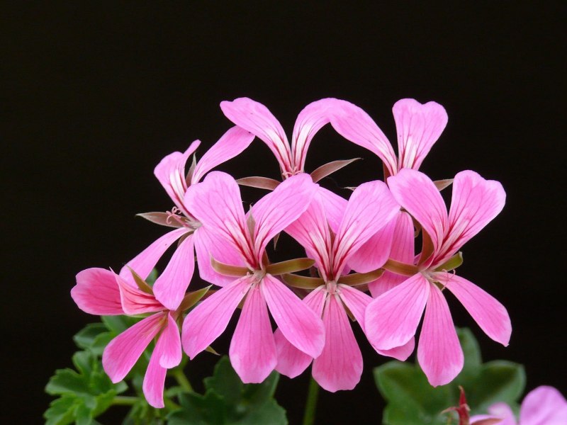 Пеларгония Pelargonium concolor Lace