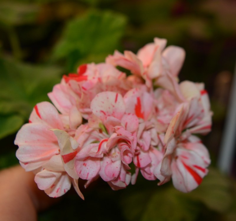 Пеларгония Vectis Rosebud