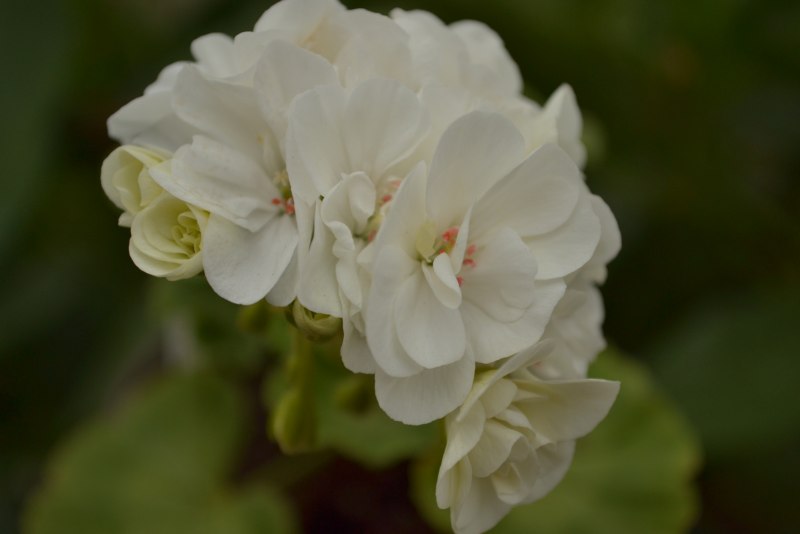 Пеларгония ангел Fairy Orchid